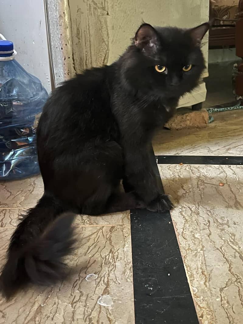 Persian cat triple coated 0