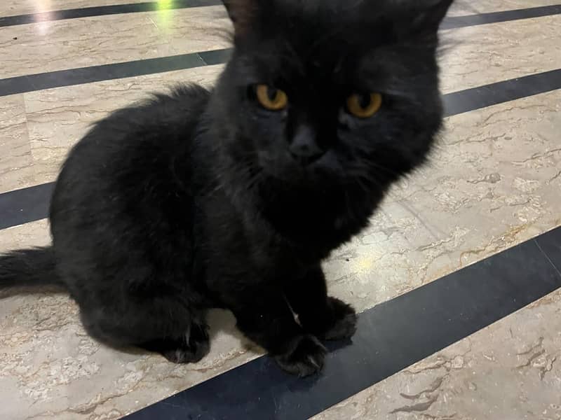 Persian cat triple coated 1