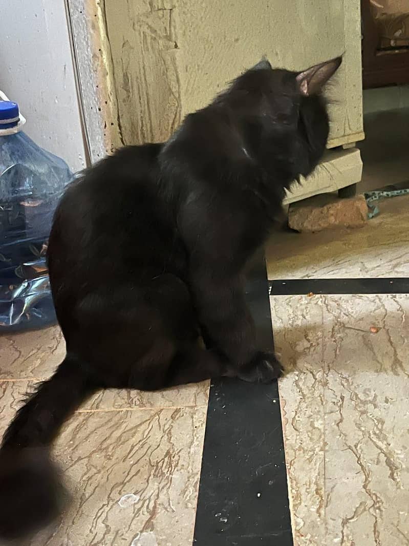 Persian cat triple coated 2