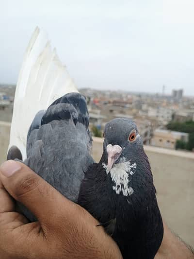 Pigeon for sale 8
