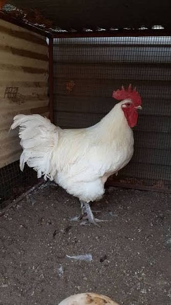 heritage Australorp | white black australorp | breeder pair |king si