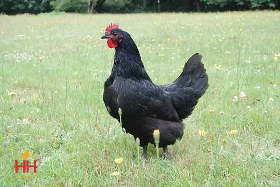 heritage Australorp | white black australorp | breeder pair |king si — photo 2
