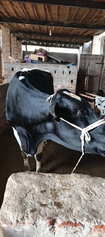 Frisian sahiwal cross