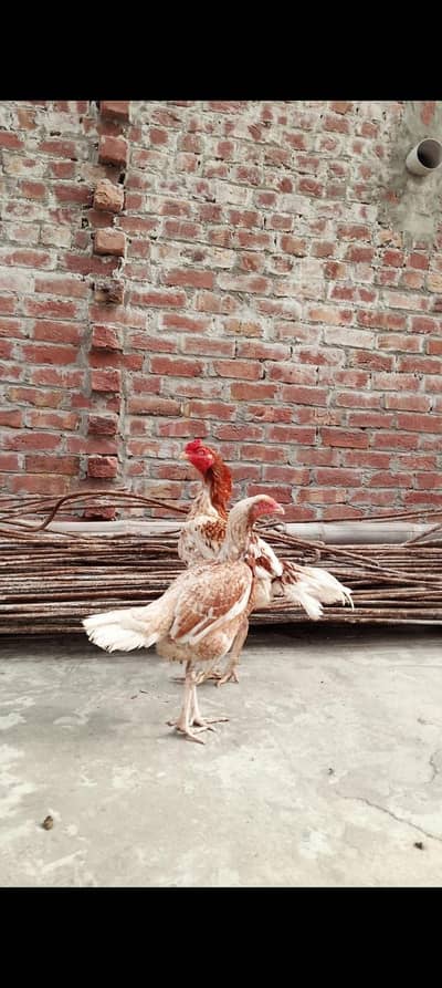 Aseel chicks for sale urgently