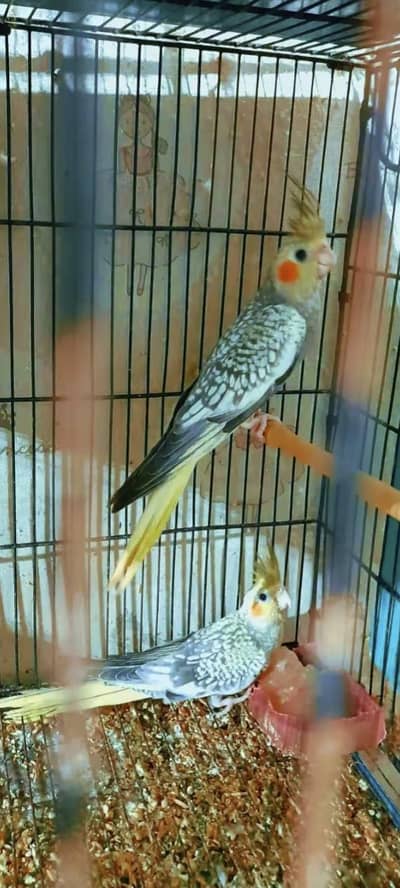 cocktail breeder