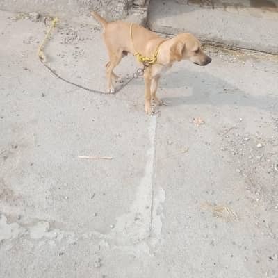 kabli dog