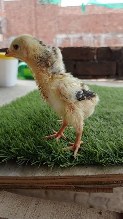shamo eggand chick