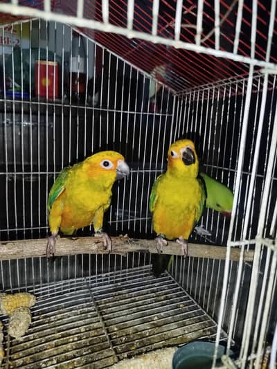 Sun conure Red factor Pathy (NON DNA)
