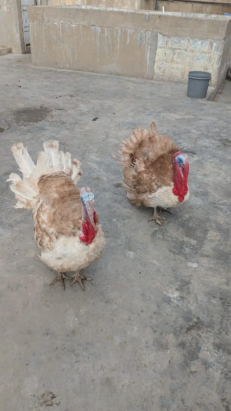 1 saal ka young breeder pair ha gher ka palay hua