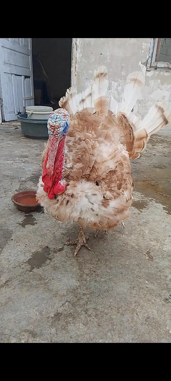 1 saal ka young breeder pair ha gher ka palay hua — photo 2