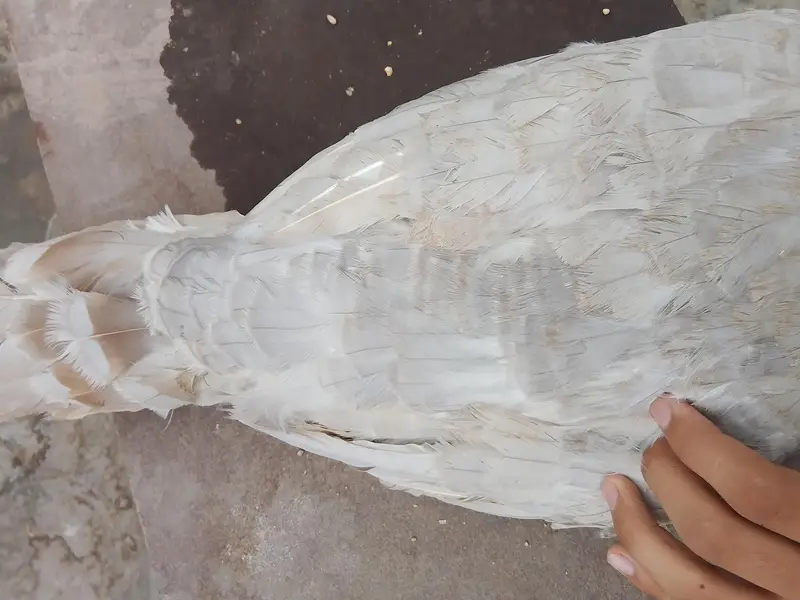 1 saal ka young breeder pair ha gher ka palay hua — photo 3