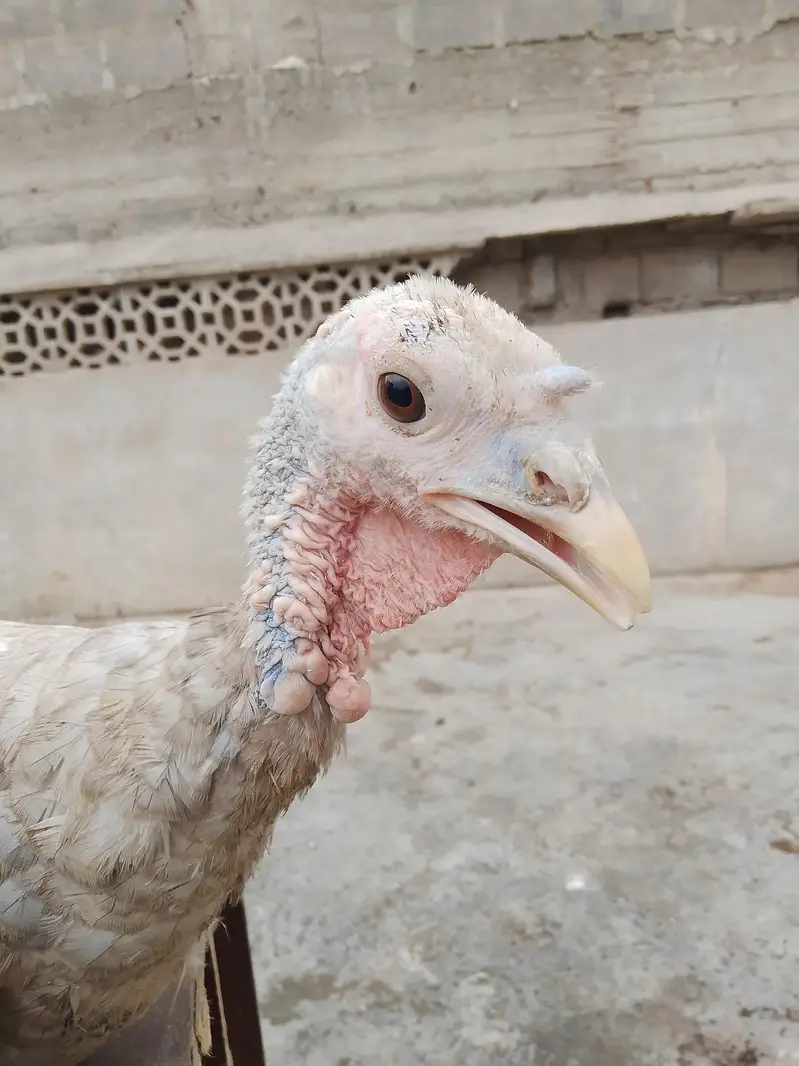 1 saal ka young breeder pair ha gher ka palay hua — photo 4