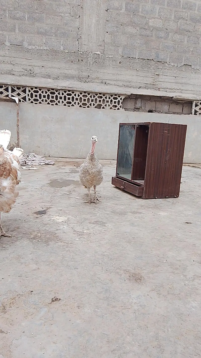 1 saal ka young breeder pair ha gher ka palay hua — photo 5