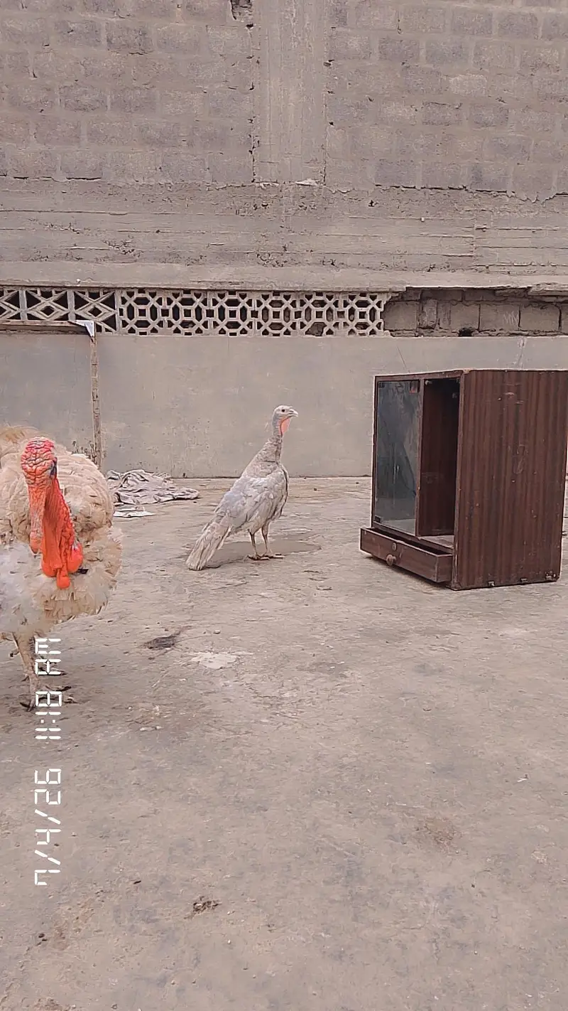 1 saal ka young breeder pair ha gher ka palay hua — photo 6
