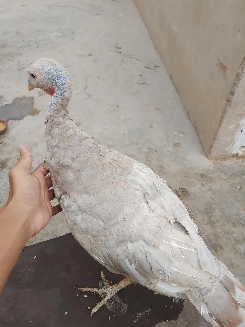 1 saal ka young breeder pair ha gher ka palay hua — photo 7