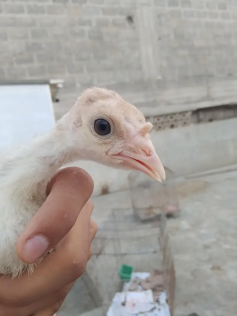 1 saal ka young breeder pair ha gher ka palay hua — photo 8