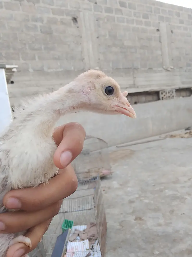 1 saal ka young breeder pair ha gher ka palay hua — photo 9