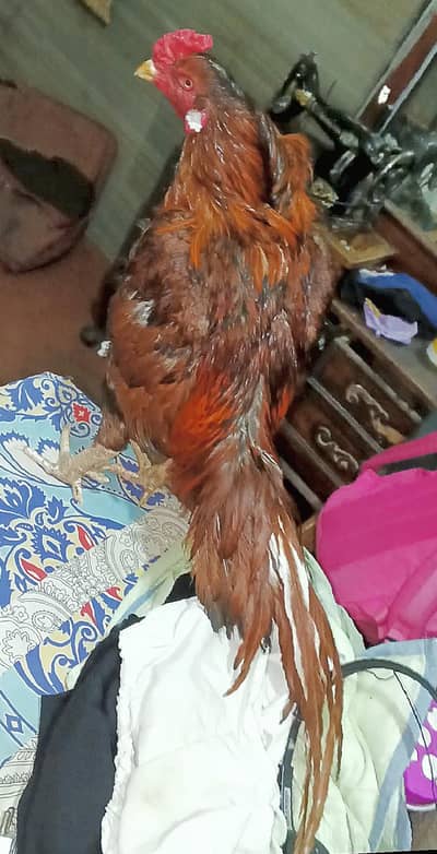 pela chektena beautiful Bird 03700721271 Whatsapp
