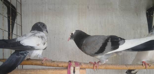 kabotar for sale