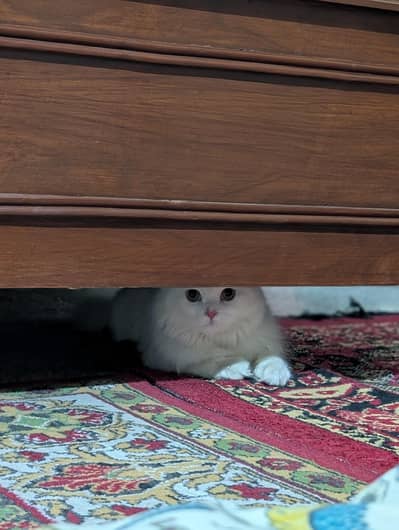 Pure Persian Male Cat for Sale