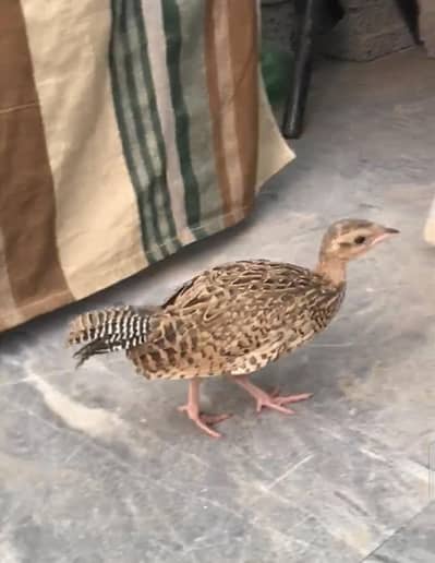 Sindhi Lakka Kala teetar ka bacha