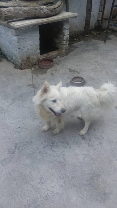 dog for sale