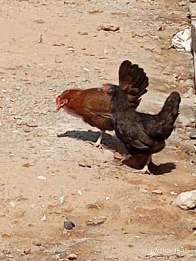 Golden hen egg laying