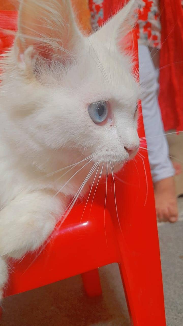 Persian cat 0