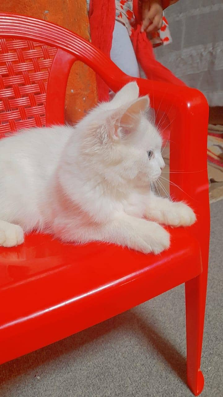Persian cat 1