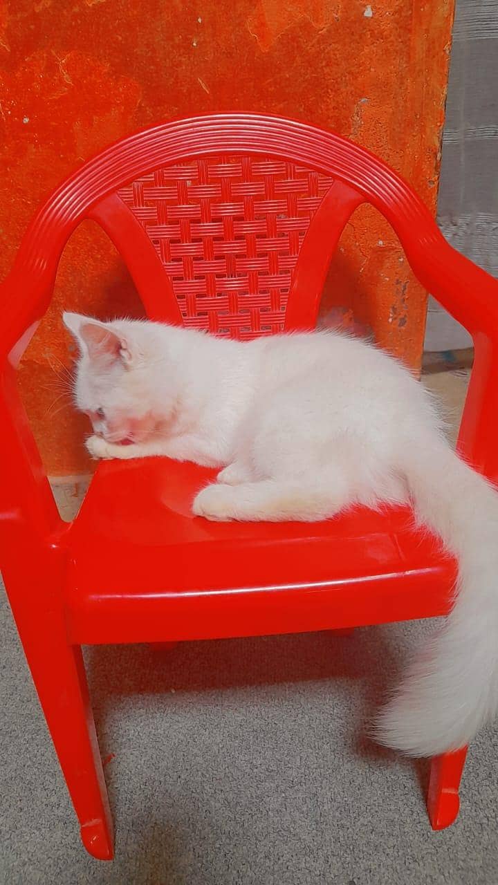Persian cat 2