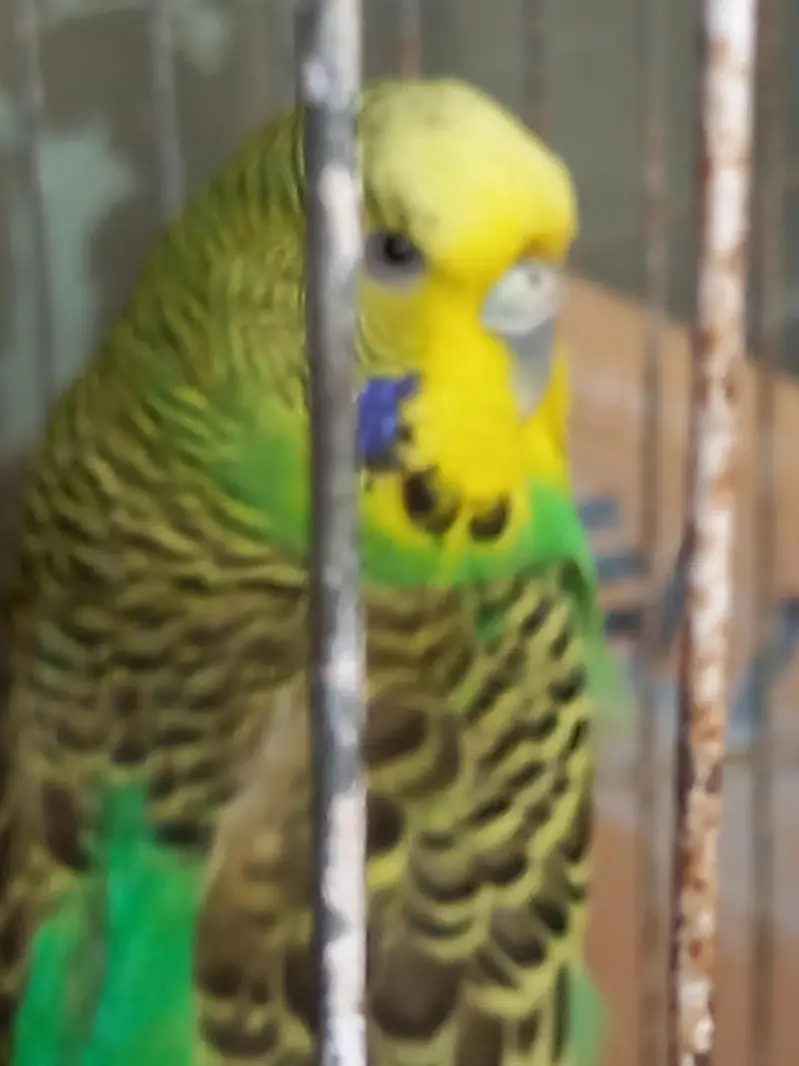 Under size male female