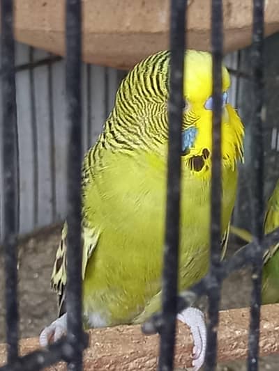Under size paor and male