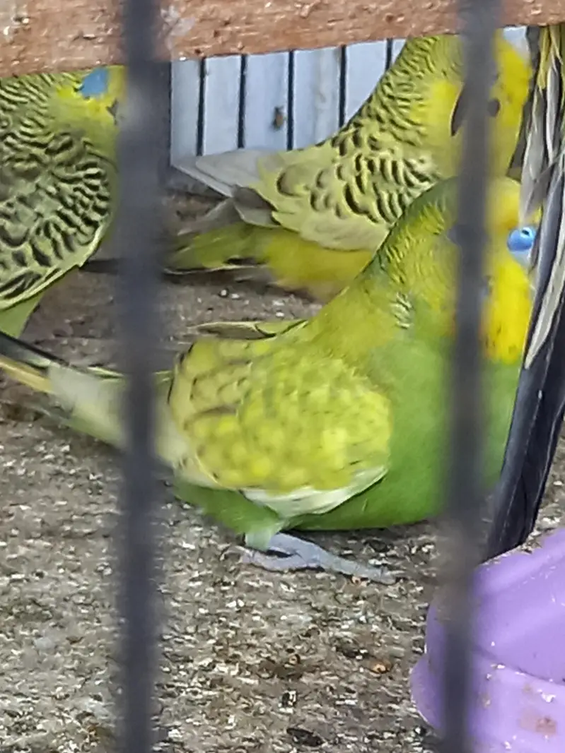 Under size male female — photo 7