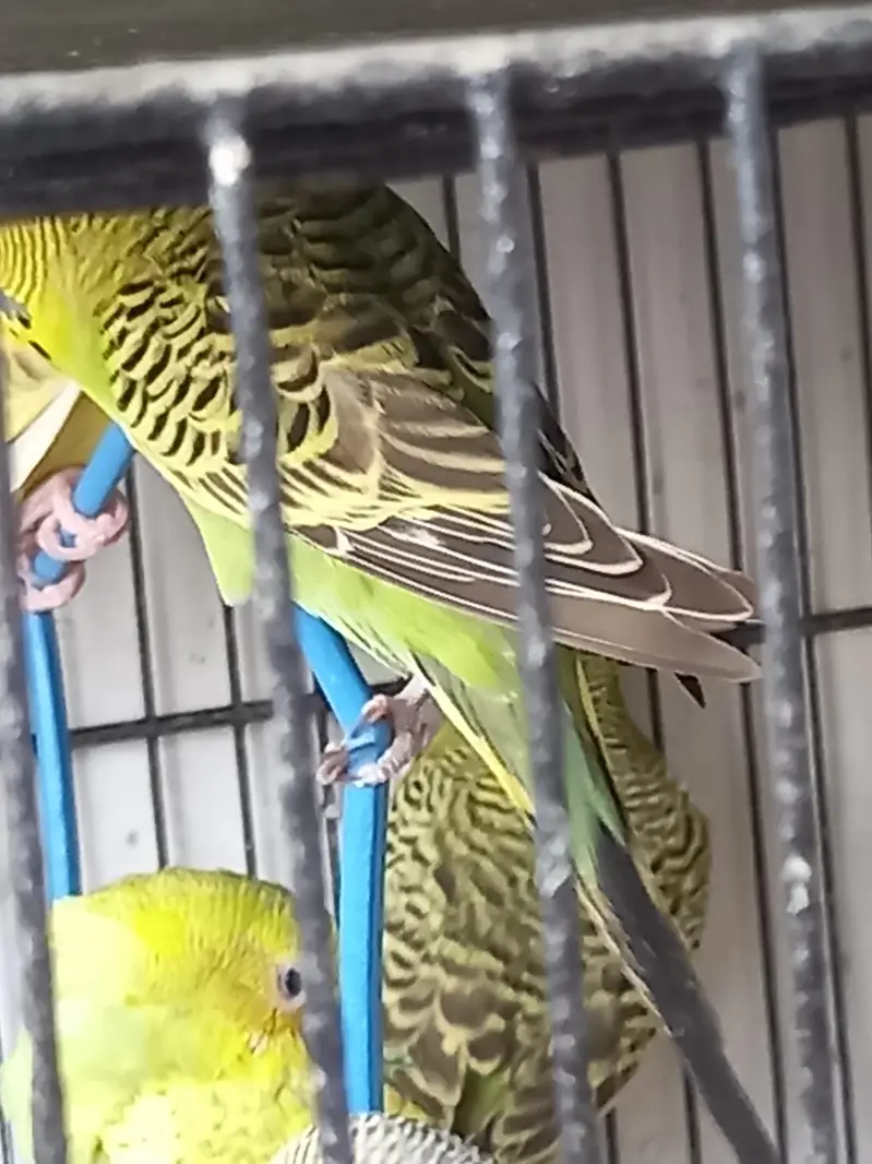 Under size male female — photo 8