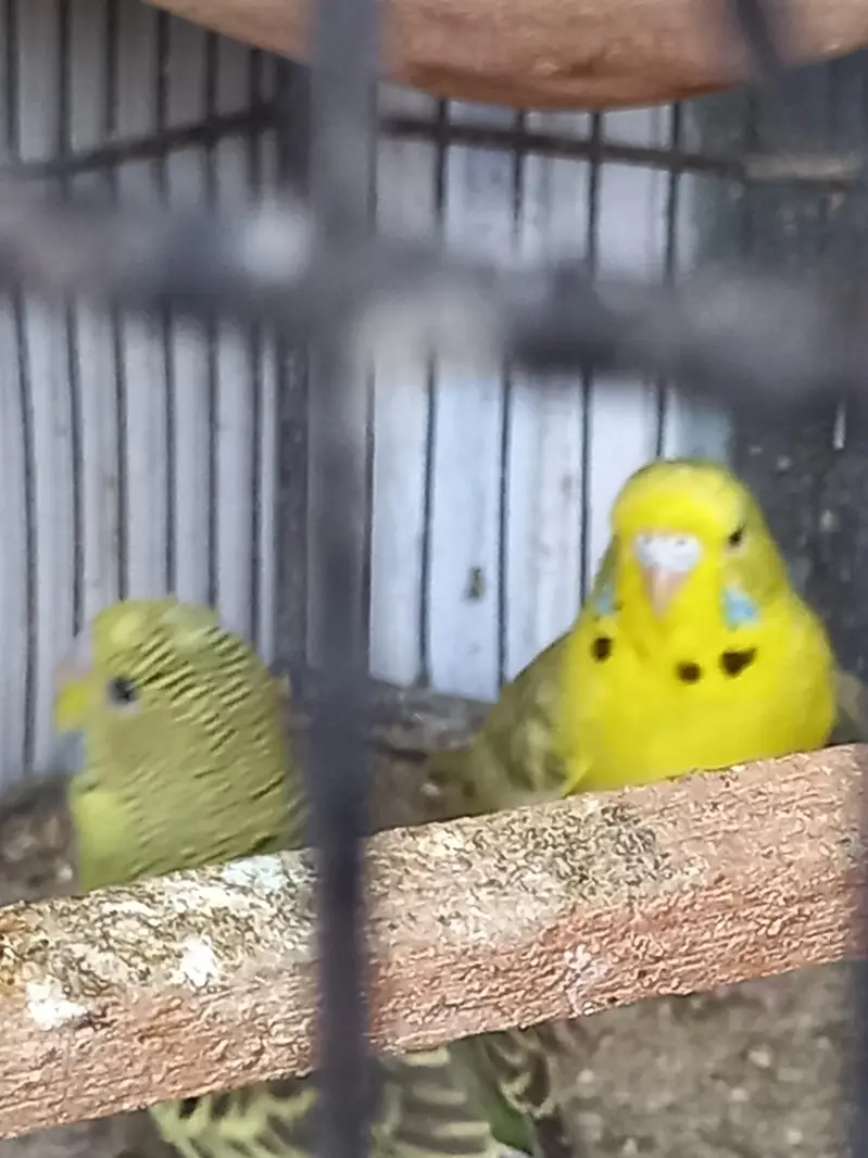 Under size male female — photo 9