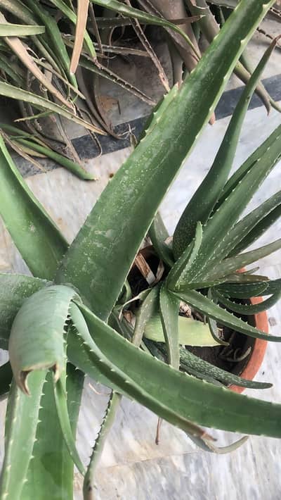 alovera plant
