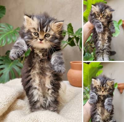 Persian punch face more then triple coated rare colour