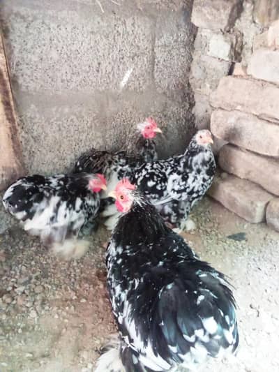 Fancy hens for sale