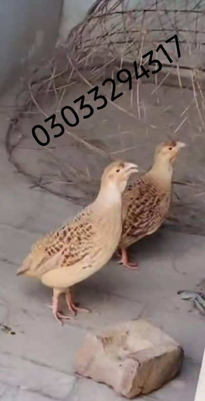 Irani teetar birds breeder pair for sale