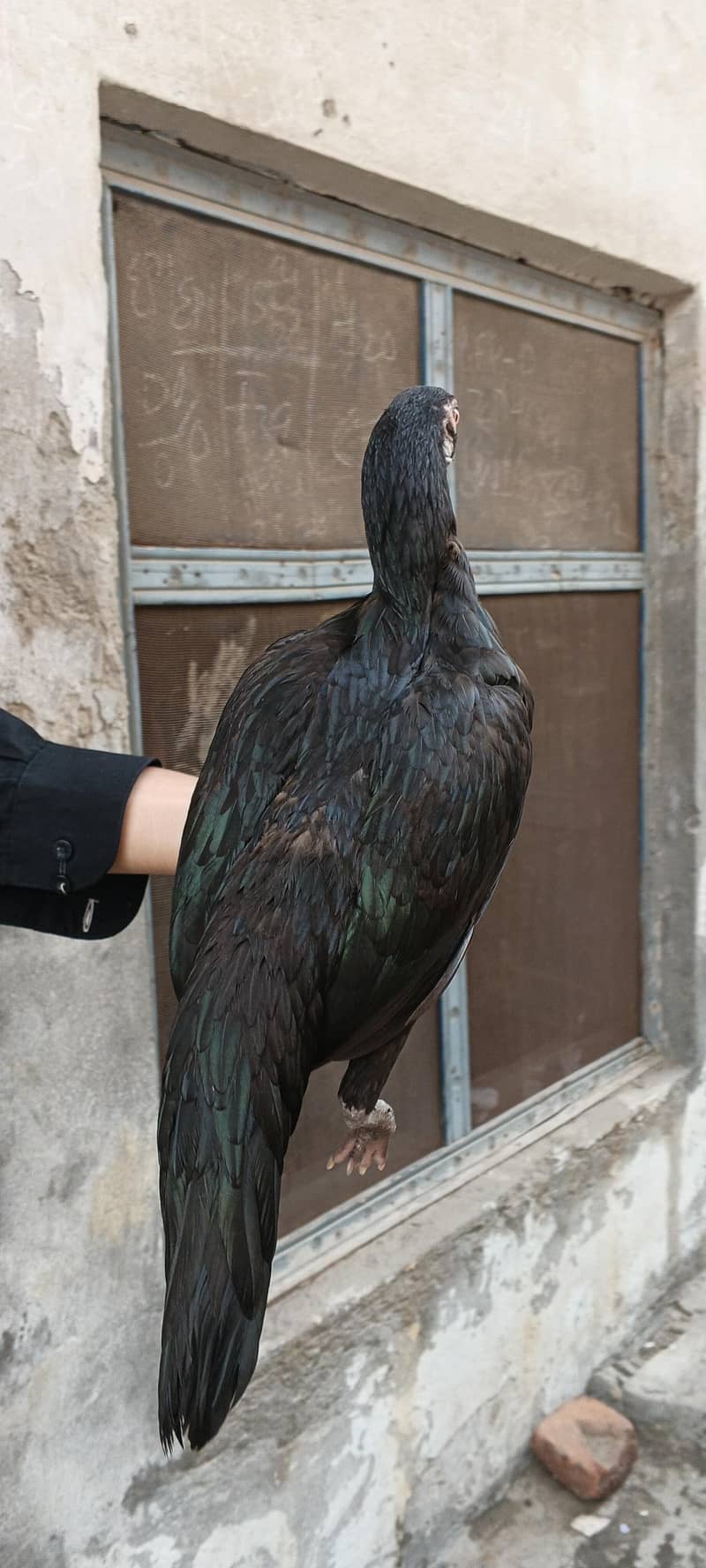 black 4