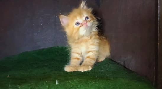 Persian kittens extreme punch and punch face triple coat blue eyes