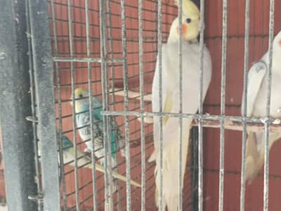 Pearl Male and Cream female cocktail available