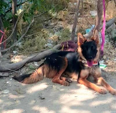 Bagewadi female for sale vaccine ok