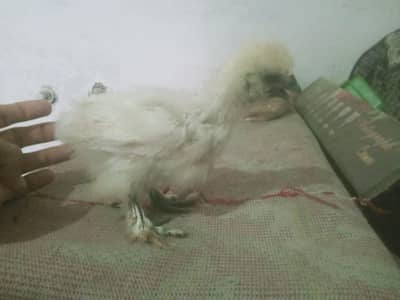 1 silky 5 bantam chicks