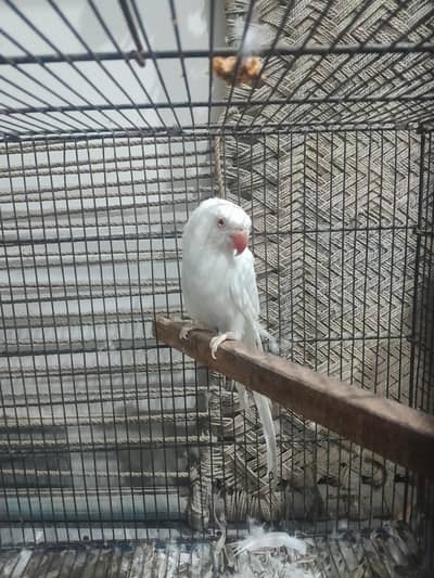 white female