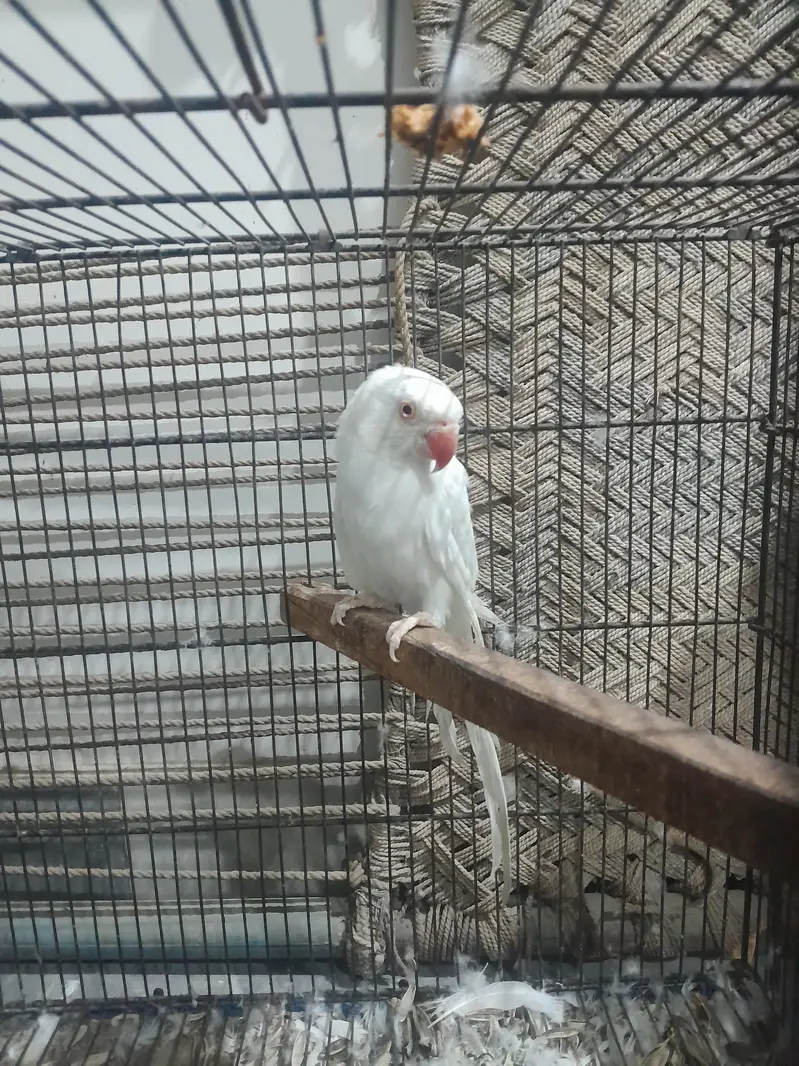 white female