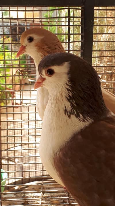 Lal Sherazi Breeder Pair/With 2 Babies/Pigeon/Kabooter