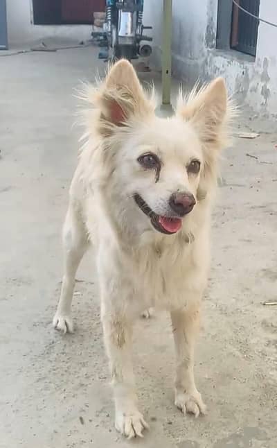 Russian Female   03298202490