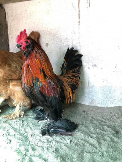 Golden Heavyu Buff breeeder hen + Milli flower breeder male