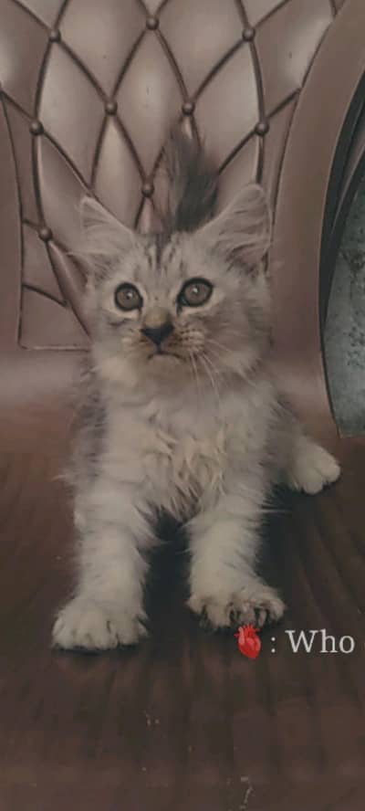 version kitten